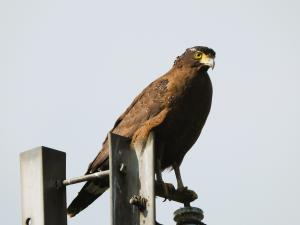 Menno 01 Indische Visarend in Taiwan